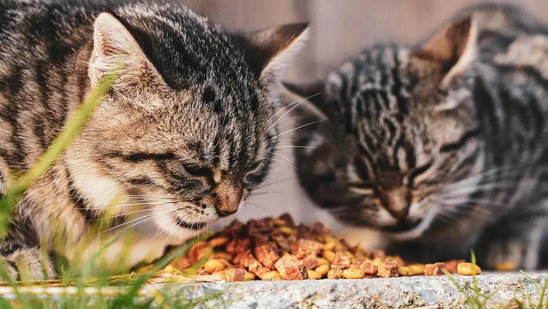 Kasımda zam şampiyonu evcil hayvan ürünleri oldu