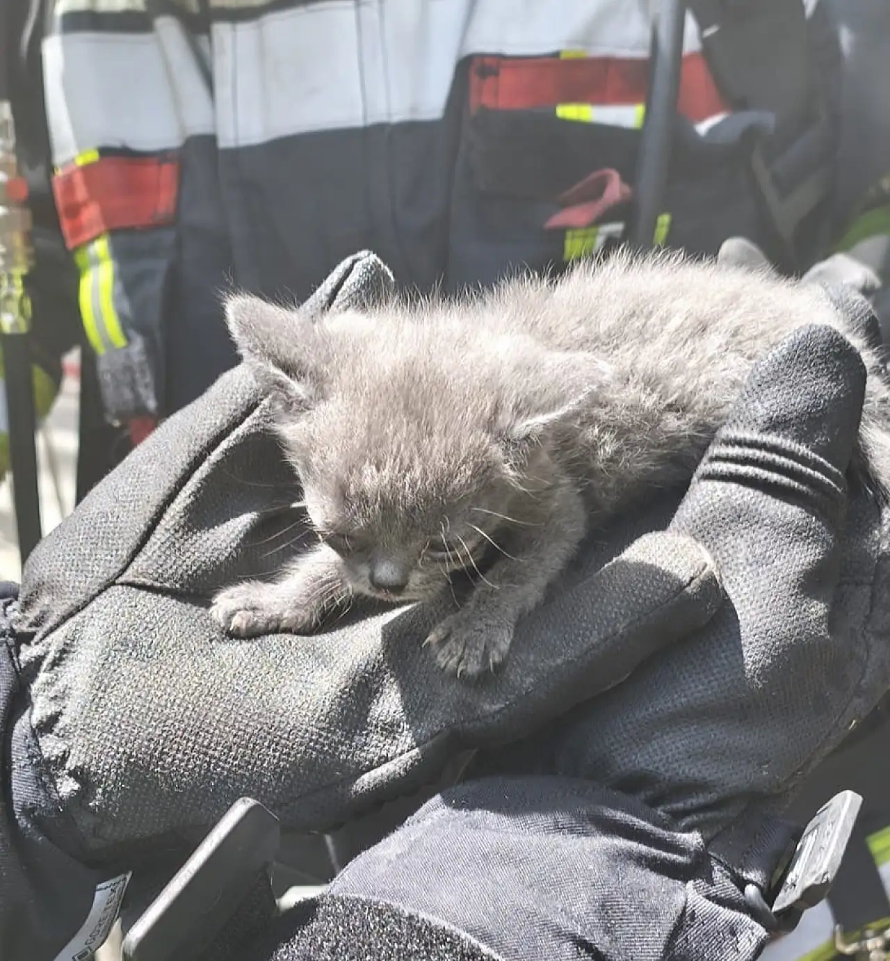 Büyükşehir İtfaiyesi, yangında mahsur kalan 6 kediyi kurtardı
