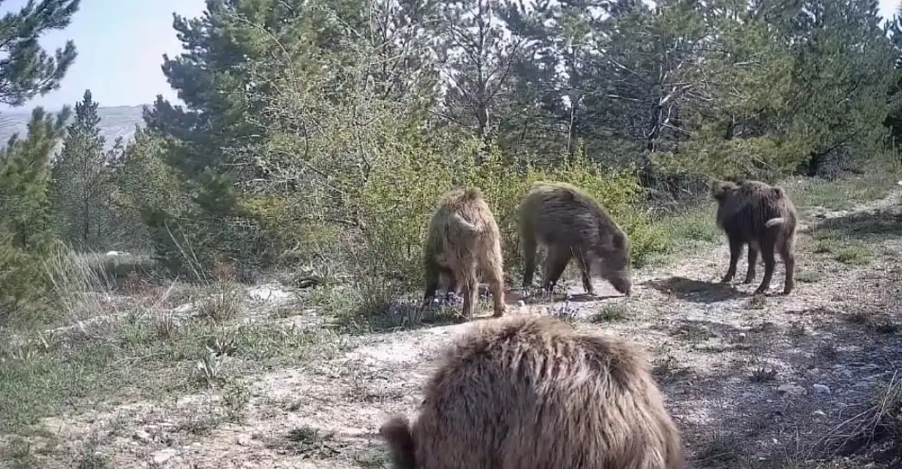 Akkışla'da yaban hayatı fotokapana takıldı