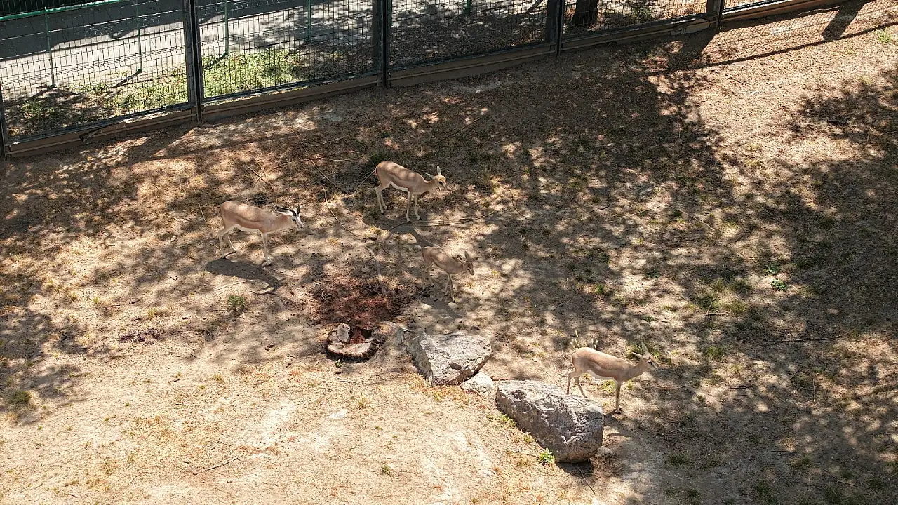 Kayseri Hayvanat Bahçesi'nde buzlu meyve uygulaması