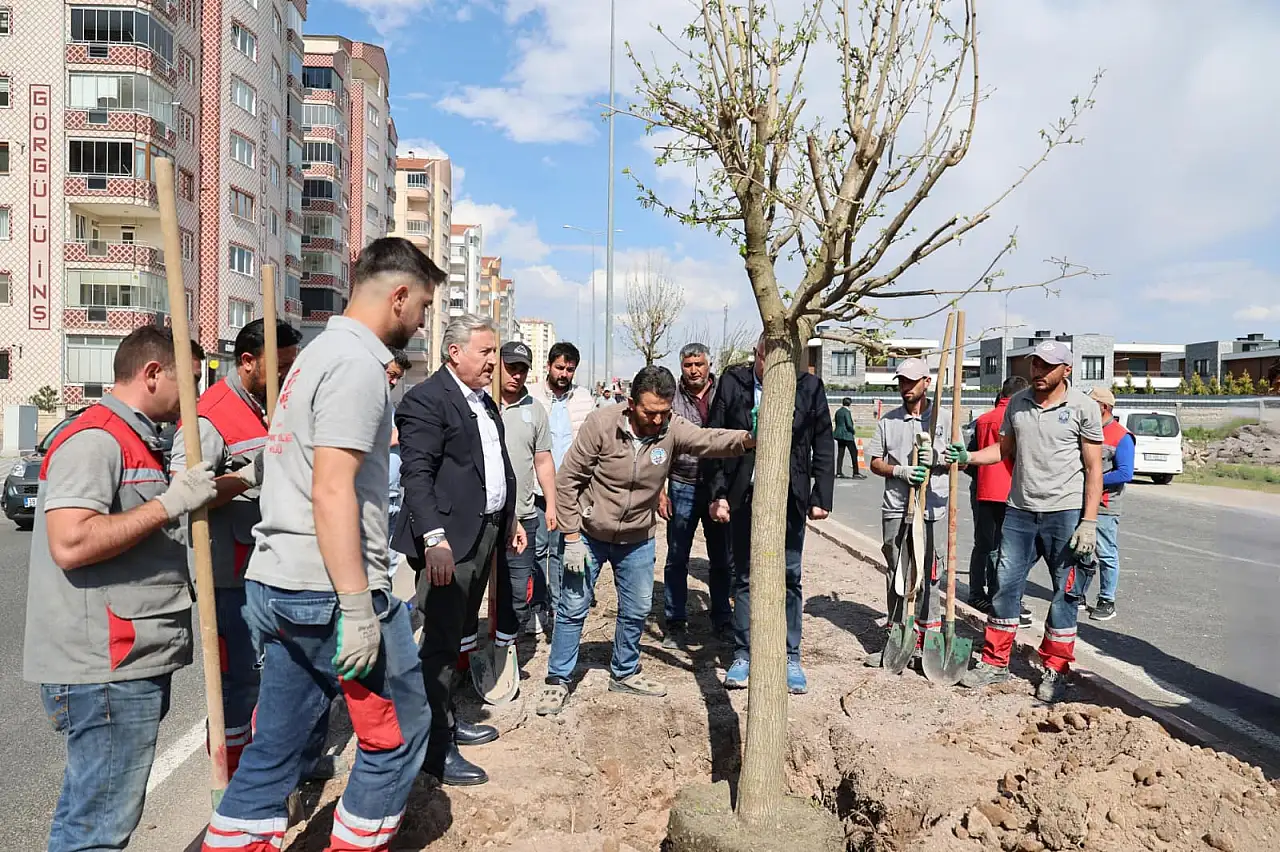 Melikgazi Belediyesi İldem'de dut ağaçlarını toprakla buluşturdu