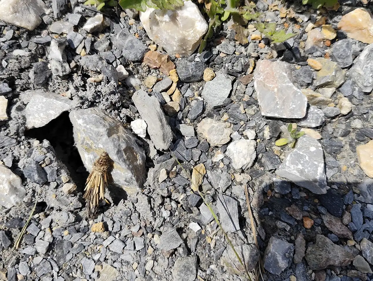 Yerde görünce çöp sandı: Dikkatli bakınca 'mantolu böcek' çıktı