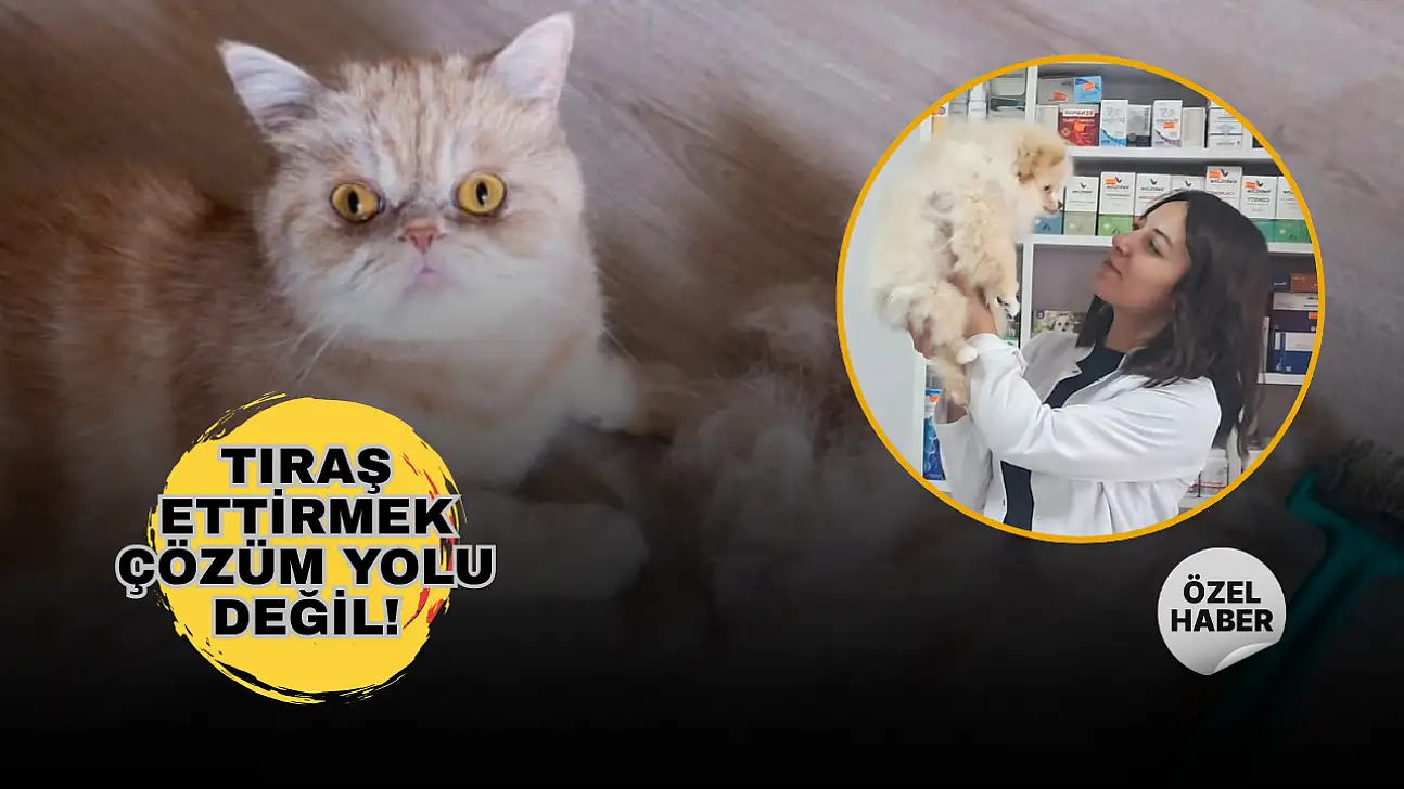 Uzmandan uyarı: Evcil hayvanları tıraş ettirmek kıl dökülmesini azaltmıyor