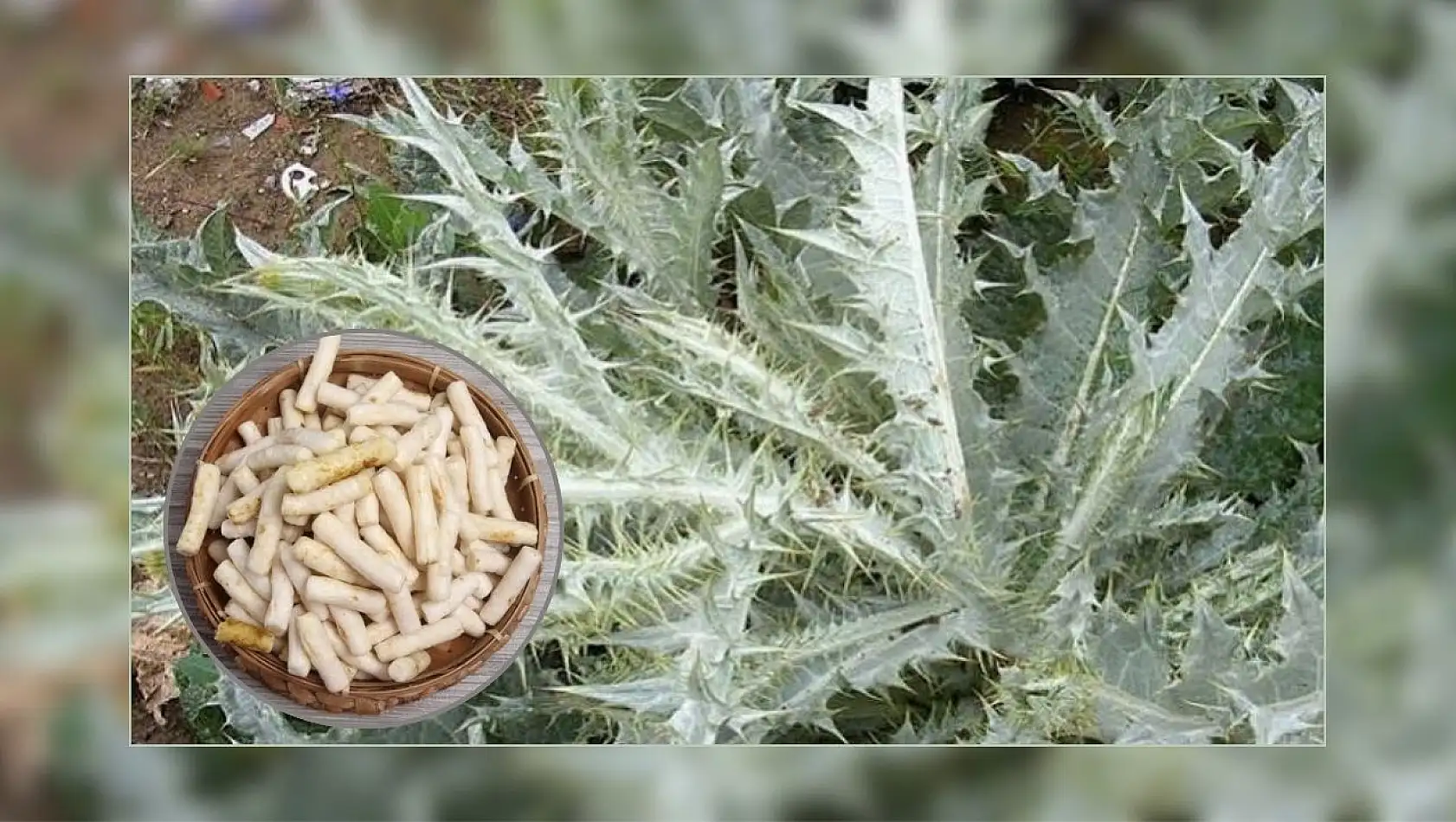Doğal şifa arayanların gözdesi: Kenger Sakızı
