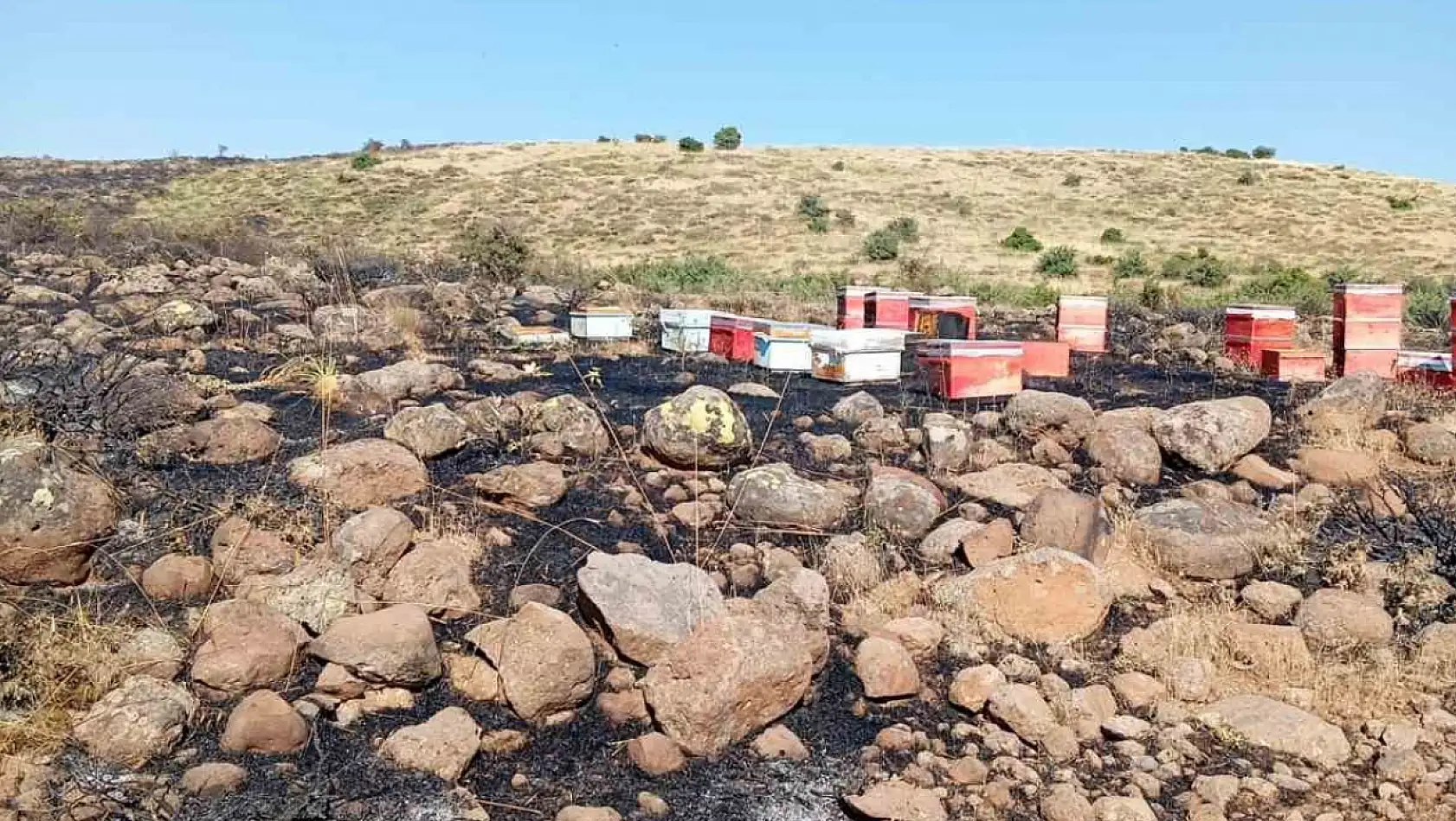 Elazığ'da arazi yangını: Arı kovanları zarar gördü