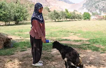 Annesinin reddettiği oğlak, anne sevgisini Hayriye teyzenin yanında buldu
