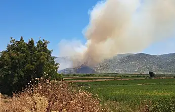 Aydın'da zirai alanda yangın! Ekiplerin müdahalesi sürüyor