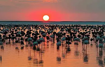 Bakan Kurum: 12 bin 800 yavru flamingo Tuz Gölü'nde yaşam buldu