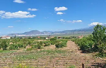 Bedir Bağları'nda yaprak hasadı başladı