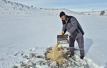 Bünyan'da sokak hayvanlarına yem ve mama desteği