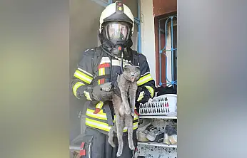 Büyükşehir İtfaiyesi, yangında mahsur kalan 6 kediyi kurtardı