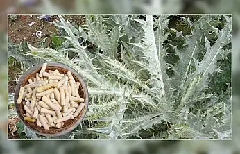 Doğal şifa arayanların gözdesi: Kenger Sakızı