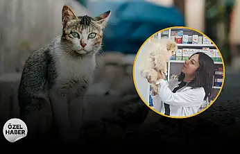 Evcil hayvan sahiplerinin en sık yaptığı 5 hata: Veterinerden uyarı