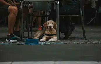 Gıda işletmelerinde evcil hayvan uygulaması değişiyor! Yeni düzenleme yolda