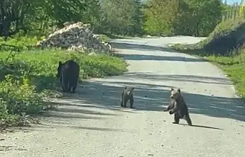 Kardeşlerin anne ayı ve yavruları ile sohbeti gülümsetti