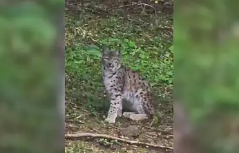 Kastamonu'da vaşak görüntülendi