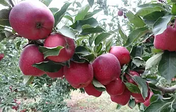 Kayseri'de 65 ton elma icradan satışa çıkarılıyor