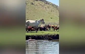Kayseri'de tayı kurtarmak için suya atladı, o anlar kameraya yansıdı