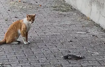 Kedi ile yılanın kavgası kameraya yansıdı