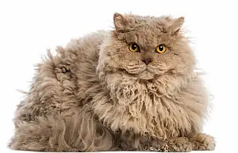 Kıvırcık tüyleriyle ilgi odağı: Selkirk Rex kedilerine ilgi artıyor