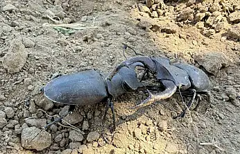 Nesli tükenme tehlikesi altındaki geyik böceği Gördes'te görüldü