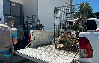 Rehabilitasyonu tamamlanan 35 yaban kuşu doğayla buluşturuldu
