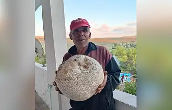 Sarız'da dev mantarlar görenleri şaşırttı