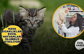 Sıcak hava en çok onları zorluyor! Evcil hayvan sahiplerine yaz uyarısı