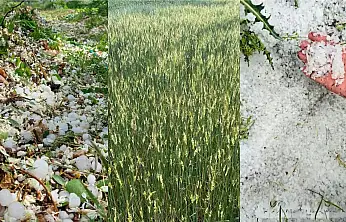 Tomarza'da yağan dolu, tarım arazilerinde zarara neden oldu