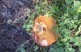 Yağışlar Kıranardı Kent Ormanı'nda yabani mantarları gün yüzüne çıkardı