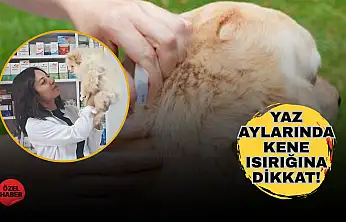 Yaz geldi, kene popülasyonu arttı: Evcil hayvanlarda ilaç uygulamasına dikkat