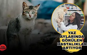 Yüksek hava sıcaklıkları yalnız insanları değil, sokak hayvanlarını da zorluyor