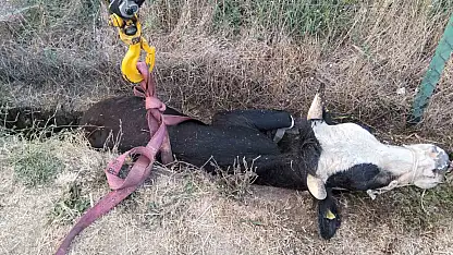 Bolu'da kanala düşen inek için itfaiye seferber oldu