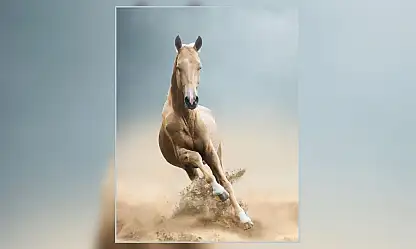 Altın parıltılı efsane: Yok olmanın eşiğinden dönen Ahal Teke atı
