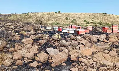 Elazığ'da arazi yangını: Arı kovanları zarar gördü