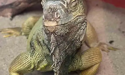 İstanbul'da bir evden tarantula, yılan, akrep, iguana, Afrika dev salyangozları çıktı