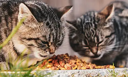 Kasımda zam şampiyonu evcil hayvan ürünleri oldu