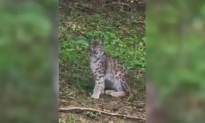 Kastamonu'da vaşak görüntülendi