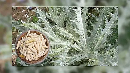 Doğal şifa arayanların gözdesi: Kenger Sakızı