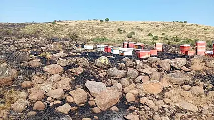 Elazığ'da arazi yangını: Arı kovanları zarar gördü