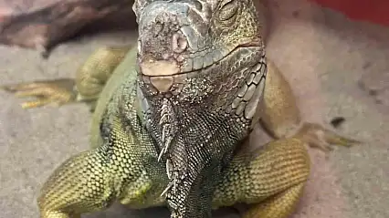 İstanbul'da bir evden tarantula, yılan, akrep, iguana, Afrika dev salyangozları çıktı