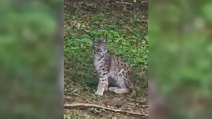 Kastamonu'da vaşak görüntülendi