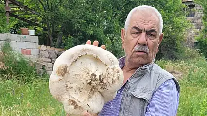 Kayseri'de 3 kilo 400 gram mantar buldu