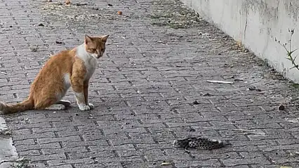 Kedi ile yılanın kavgası kameraya yansıdı