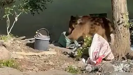 Tunceli'de bozayı piknikçilerin sofrasına misafir oldu