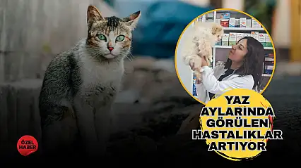 Yüksek hava sıcaklıkları yalnız insanları değil, sokak hayvanlarını da zorluyor