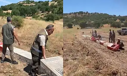 Kenelerle mücadele için doğaya 300 kınalı keklik bırakıldı