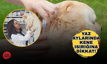 Yaz geldi, kene popülasyonu arttı: Evcil hayvanlarda ilaç uygulamasına dikkat