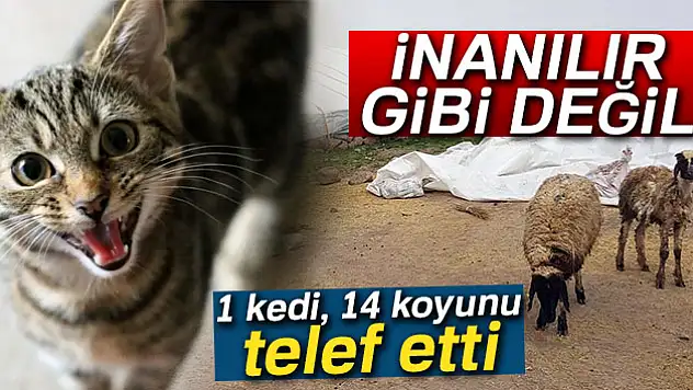 1 kedi, 14 koyunu telef etti