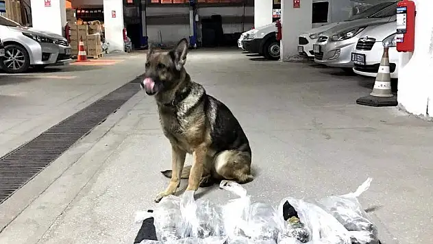 8 Kg Esrar Ele Geçirildi